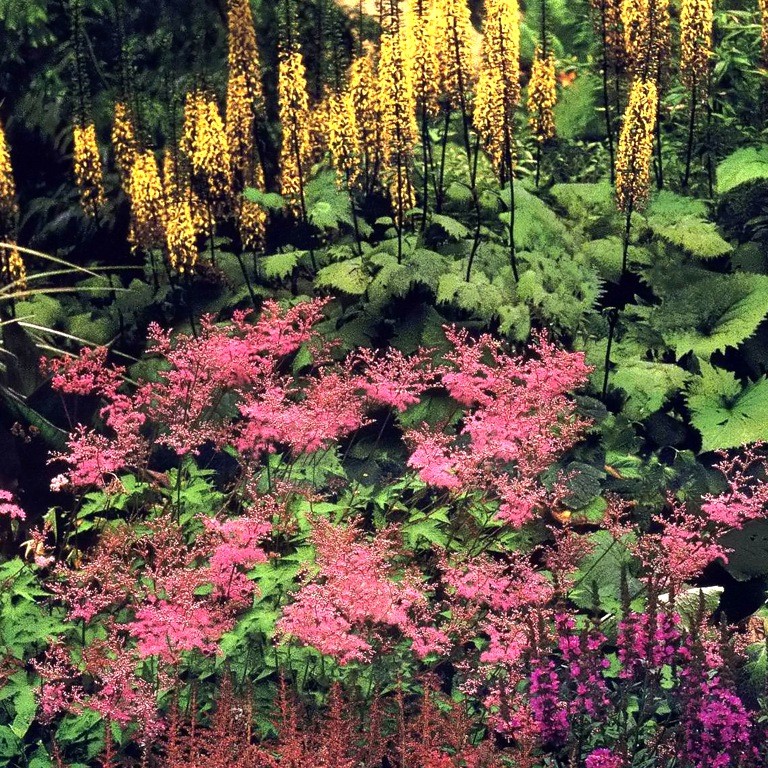 Цветя за сянка - Ансамбъл от Ligularia, Астилбе (Astilbe), Filipendula, Lythrum salicaria