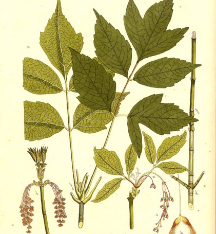 iasenolistin-iavor-Aceraceae_-_Acer_negundo