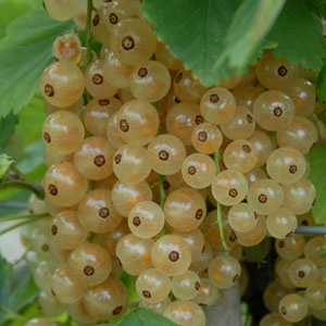 Бодливо (цариградско) грозде