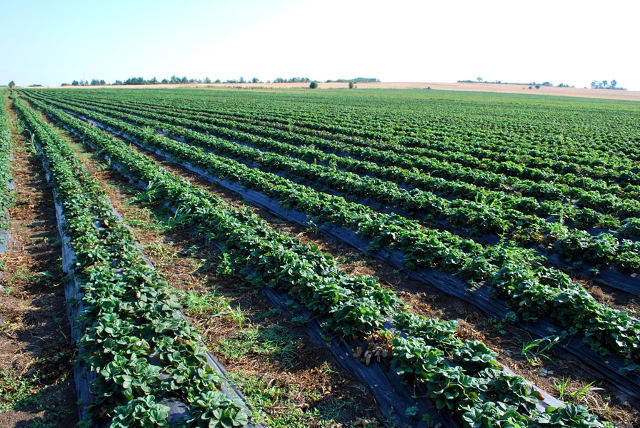 Ягоди Ягоди