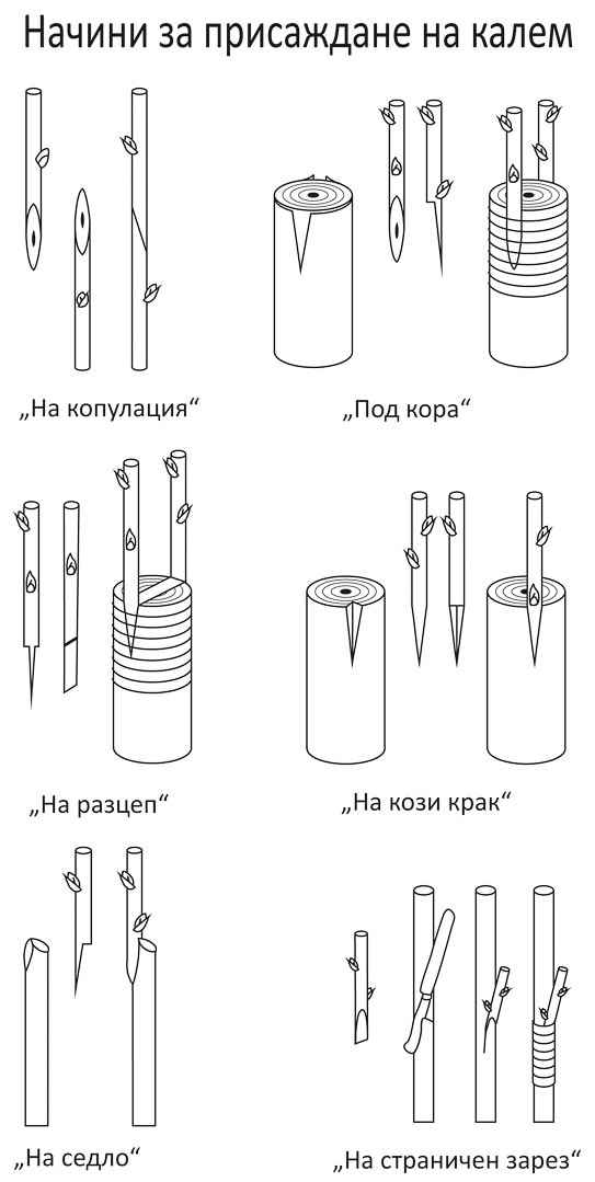 Начини на присаждане на овощни дървета Присаждане на овощни дървета