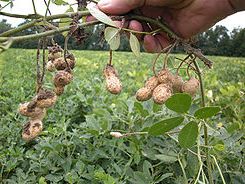 Arachis_hypogaea1
