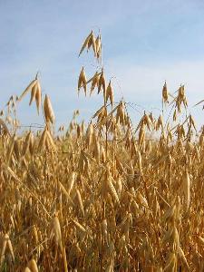Oats_