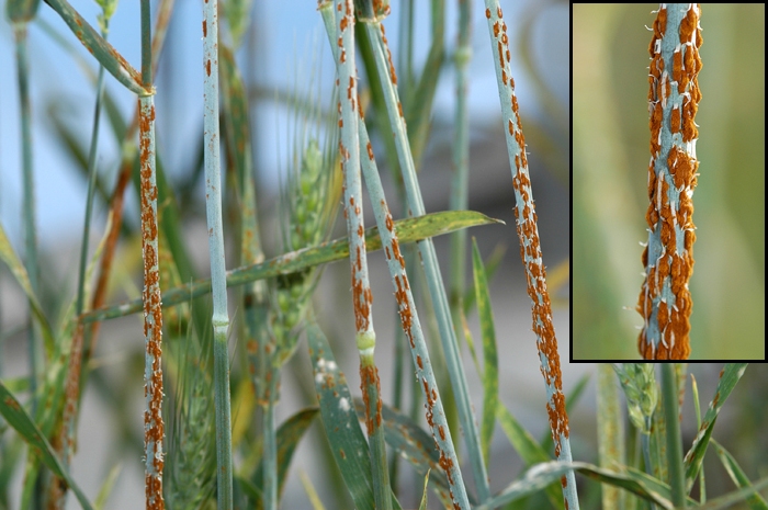Puccinia_graminis_Pers