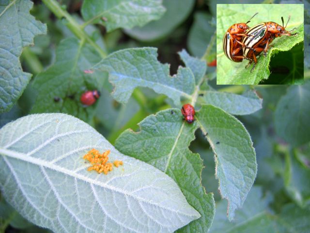 agrocosultant-koloradski_brambar_028