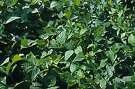 phaseolus_vulgaris_nan_009