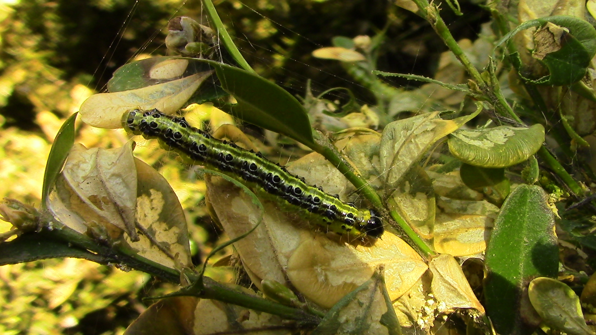 Гъсеница по чемшир