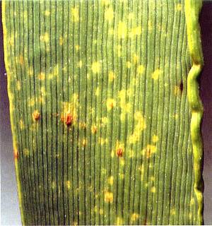 Hordei_Puccinia_hordei