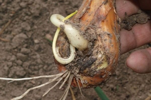 Lukovaya nematoda 600x400