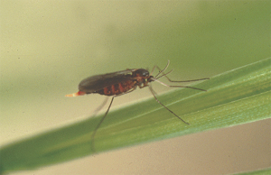 Mayetiola_destructor_Say