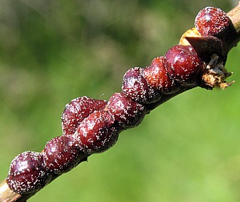 Parthenolecanium-corni_1