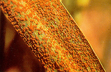 Puccinia_recondita_f._sp._Tritici