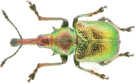 Вишнев (черешов) хоботник - Rhynchites auratus