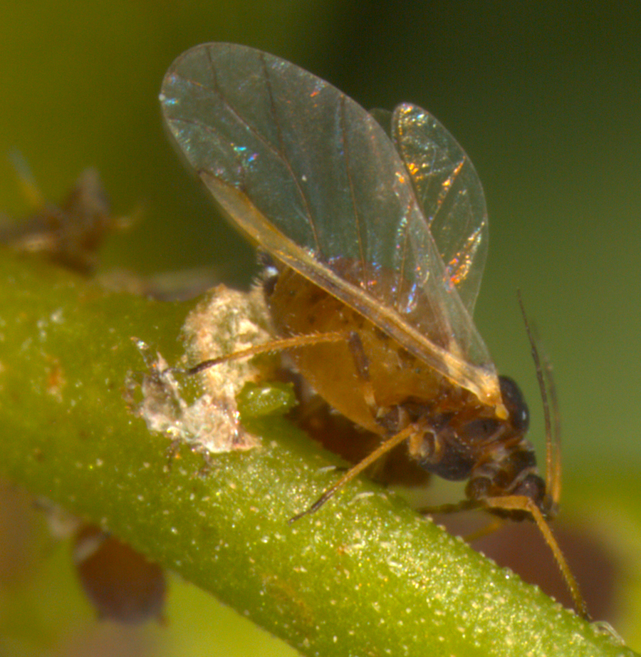 Черна бобова листна въшка (Aphis fabae)