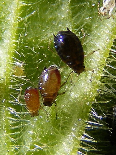 черна бобова листна въшка (Aphis fabae)