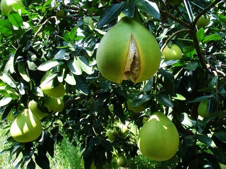 pomelo_fruit_cracking