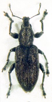 сив цвеклов хоботник (Tanymecus palliatus)