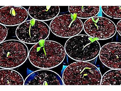 До покълнването трябва да е по-топло