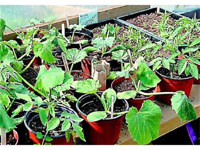 Колко време им трябва на разсадите