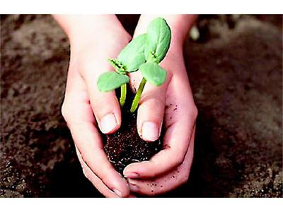 Преценете сеитбата според засаждането