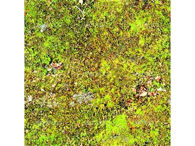 Почвата на места се покрива с мъх