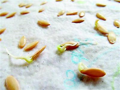 Задължителен тест за кълняемост