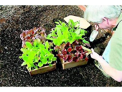 Разсаждат се салати и марули