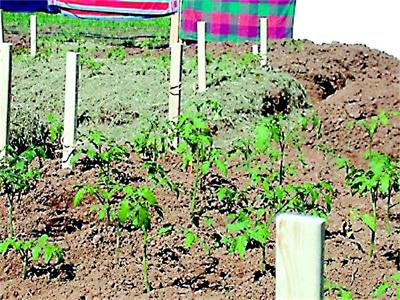 Основни грижи за младите домати