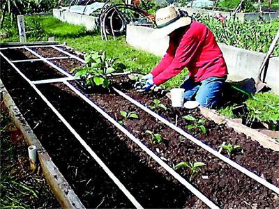 За патладжана трябва слънце