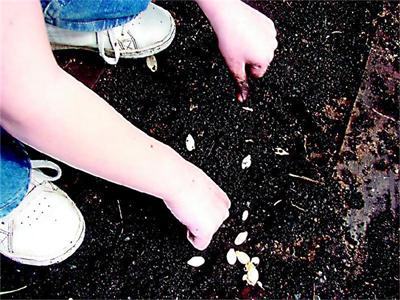 Ранни тиквички под полиетилен