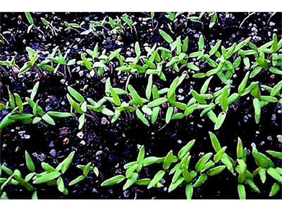 Побързайте с разсадите