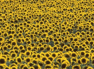 Слънчоглед sunflower-picture_AJM55D