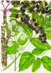 Аралия (Aralia mandshurica Maxim)