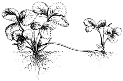 Размножаване на ягоди Размножаване на ягоди