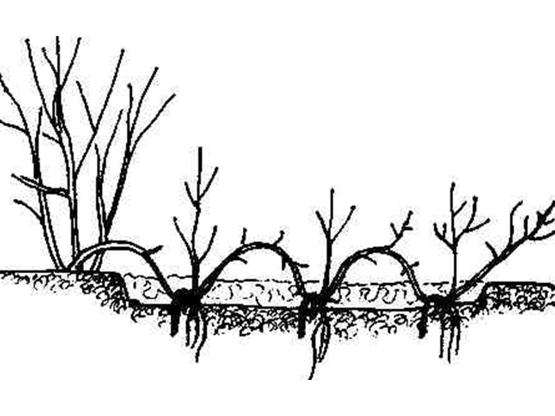 Вертикални отводи